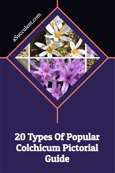 purple flowers with the words 20 types of popular colchium pictorial guide on it