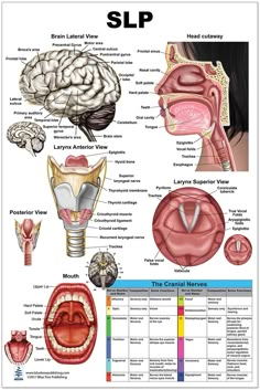 the anatomy of the human head and neck, with labels on each side of it