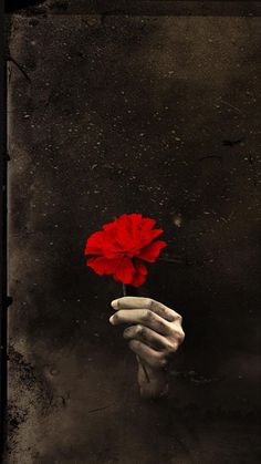 a person holding a red flower in their hand on a black and white photo background