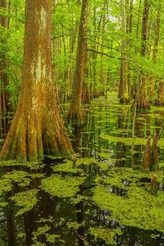 the swamp is full of green plants and trees with moss growing on it's surface