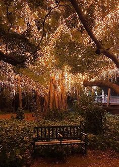 a park bench sitting under a tree covered in lights