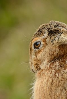 a brown and black animal looking up at something in the air with it's eyes wide open