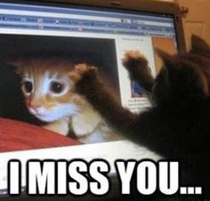 a cat is looking at a computer screen with the caption i miss you on it