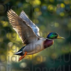 a duck flying through the air with its wings spread