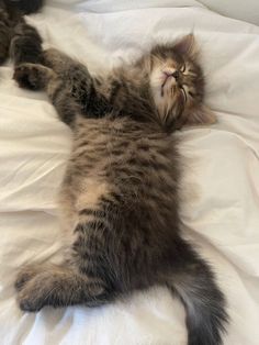 a small kitten laying on top of a bed