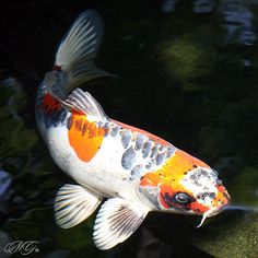 an orange and white fish swimming in the water