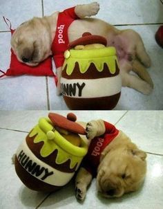 two pictures of a dog sleeping on top of a toy