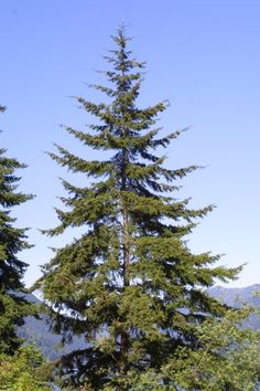 a tall pine tree sitting in the middle of a forest