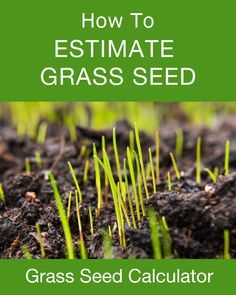 grass seed is growing in the soil with text overlay that reads, how to estmate grass seed