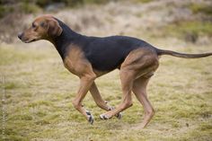 a brown and black dog walking across a grass covered field