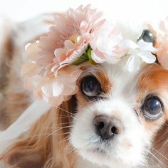 a small dog wearing a flower crown on top of it's head and looking at the camera