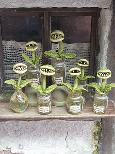 there are many glass vases with plants in them on the window sill,