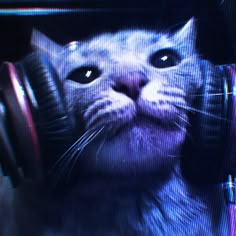 a cat with headphones in its mouth