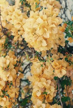 yellow flowers are blooming on the tree