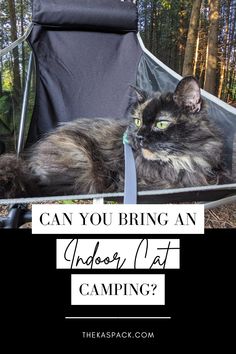 cat lying in a camping chair | can you bring an indoor cat camping Cat Hiking, Cat Camping, Taking Cat, Resin Things, Camping With Cats, Pet Camping, Cats Outside, Pet Items, Adventure Cat