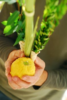 a person holding a yellow object in their hand with green leaves on it and another plant behind them