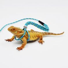 a small lizard with a leash on its neck