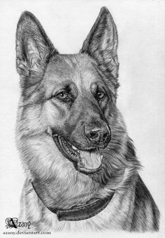 a pencil drawing of a german shepherd dog