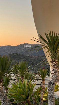 there are many palm trees in the foreground and mountains in the backgroud