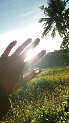 a person's hand reaching out towards the sun in a field with palm trees