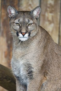 a close up of a cat sitting on a wooden surface with wood behind it and looking at the camera