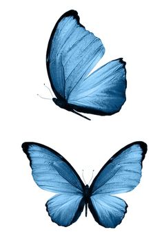 two blue butterflies flying side by side on a white background, one with wings open and the other without wings closed