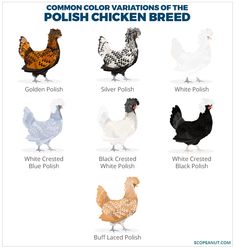 the different types of chickens that can be found in various breeds, colors and sizes