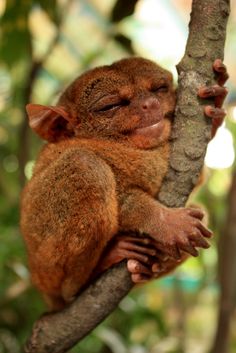 a close up of a small animal on a tree branch