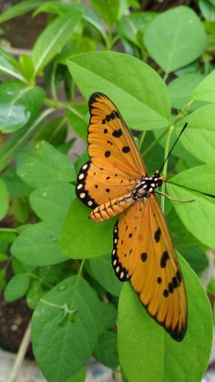 a large orange butterfly sitting on top of a green leafy plant with black spots