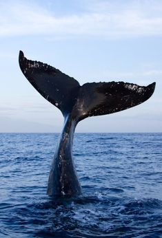 a whale tail flups out of the water