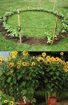 a garden with sunflowers growing in the center and on the other side, there is