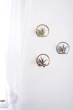 three air plants mounted to the side of a white wall with gold rings on it