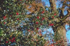 red berries are growing on the branches of a tree