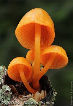 three orange mushrooms growing out of the bark of a tree