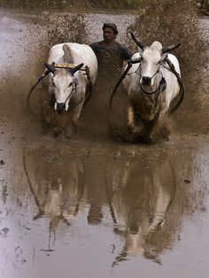 two white cows walking through mud in front of a man