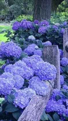 purple flowers are growing on the side of a wooden fence in front of a tree