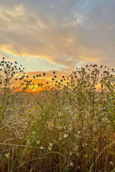 the sun is setting over some wildflowers in a field with tall grass and weeds