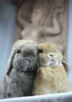 two stuffed animals sitting next to each other