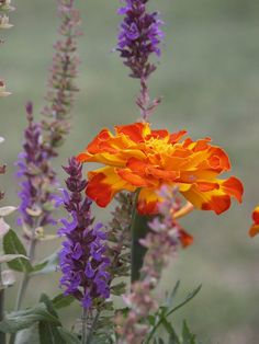 an orange and purple flower in the middle of several other flowers, with grass in the background