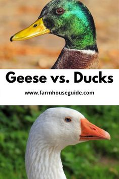 geese vs ducks what is the best way to feed them?