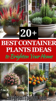 20 best container plants ideas to brighten your home