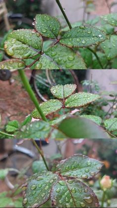 two pictures of leaves with water drops on them