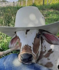 a brown and white cow wearing a cowboy hat laying in the grass with its head resting on someone's leg