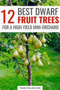 These twelve best dwarf fruit trees are ideal for a high-yield mini-orchard in compact spaces. They make growing fruit trees in small areas easy and productive. Take a look now and save this pin for inspiration on creating your own fruitful mini-orchard! Blueberry Bushes, Indoor Trees, Types Of Fruit