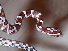 a close up of a snake on a surface