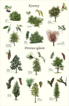 the different types of trees and shrubs in this poster are labeled with names, pictures, and descriptions