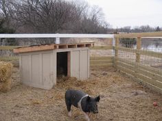 a pig in a fenced off area next to a dog house and some hay