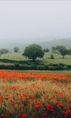 a field full of red flowers with trees in the background on a foggy day