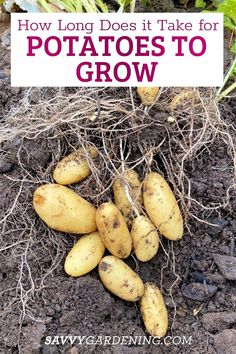 potatoes growing in the soil with text overlay how long does it take for potatoes to grow