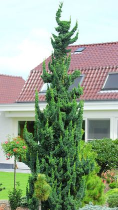 a tall green tree sitting in the middle of a garden